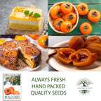 Date Plum Persimmon Tree Seeds (Diospyros Lotus) – 30+ Non-GMO & Heirloom Seeds, Exotic & Rare Fruit Tree, 80% Germination Rate, by Isla’s Garden Seeds, Unique Edible Landscape Addition