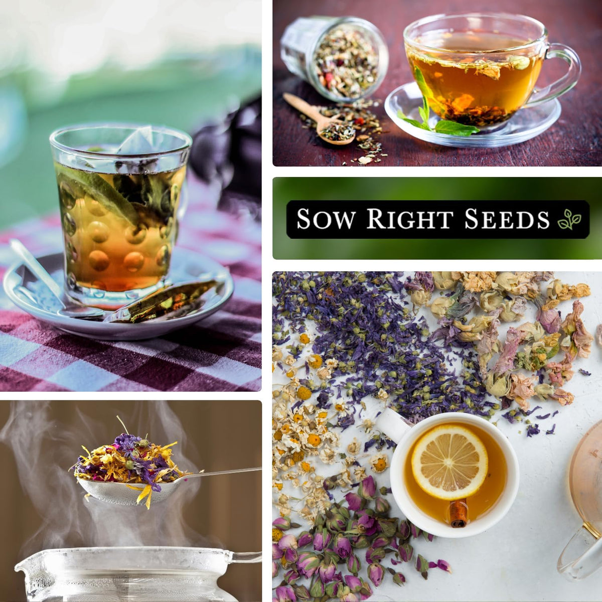 Sow Right Seeds - Large Herbal Tea Garden Seed Collection for Planting - Lemon Balm, Mint, Chamomile, Lavender, Echinacea, Borage, Hyssop, Calendula, and Holy Basil Tulsi - Non-GMO Heirloom to Grow