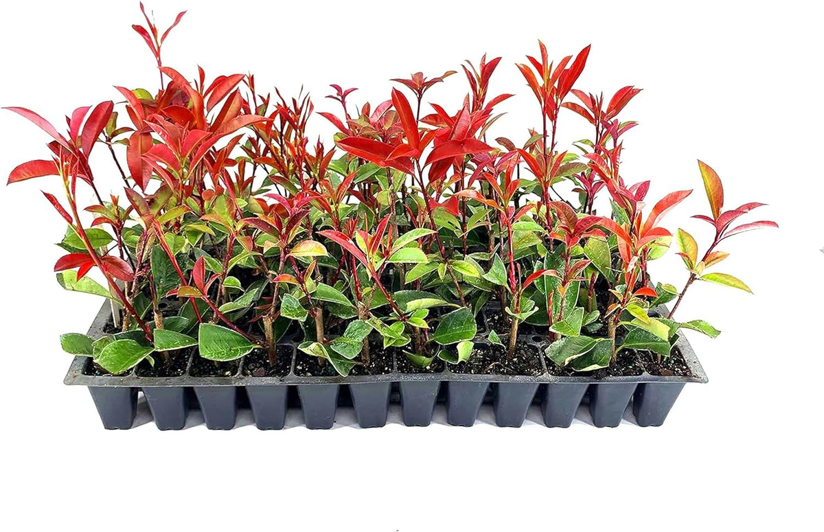 Photinia Red Tip - 30 Live Plants - Photinia x Fraseri - Evergreen Landscape Shrub