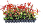 Photinia Red Tip - 20 Live Plants - Photinia x Fraseri - Evergreen Landscape Shrub