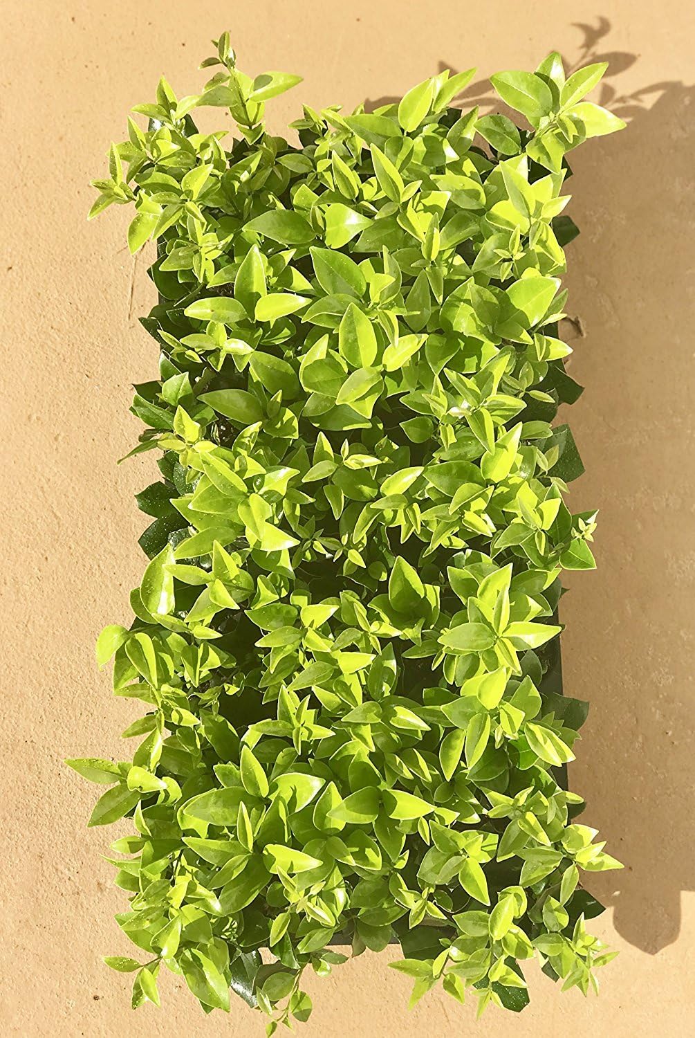 Ligustrum Waxleaf Privet - 10 Live Plants 2" Pot Size - Evergreen Privacy Hedge