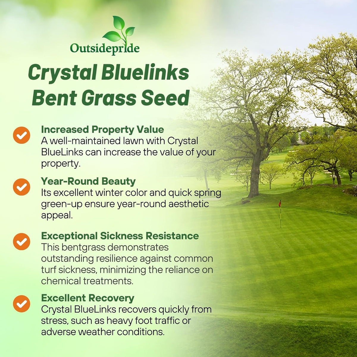 Outsidepride Crystal Bluelinks Creeping Bent Grass Seed - 1 lb. Dense Turf Grass for Golf Greens & Putting Surfaces, Fine-Textured, Tolerant to Close Mowing for Smooth, Consistent Lawn Coverage