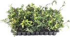 Carolina Jasmine | 10 Live Plants | Gelsemium Sempervirens | Fragrant Yellow Blooms, Evergreen Vine, Low Maintenance, Fast Growing, Climbing, Attracts Pollinators, Garden Trellis