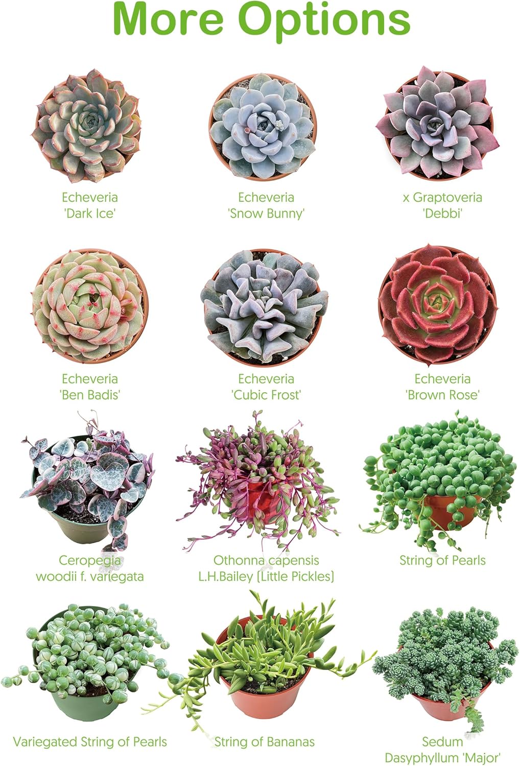 Live Succulents 'Turtle Vine' (4-inch), Succulent Plants Fully Rooted in Pots with Soil, Easy-Care House Plant for DIY, Home Office Decor, Wedding Party Favor