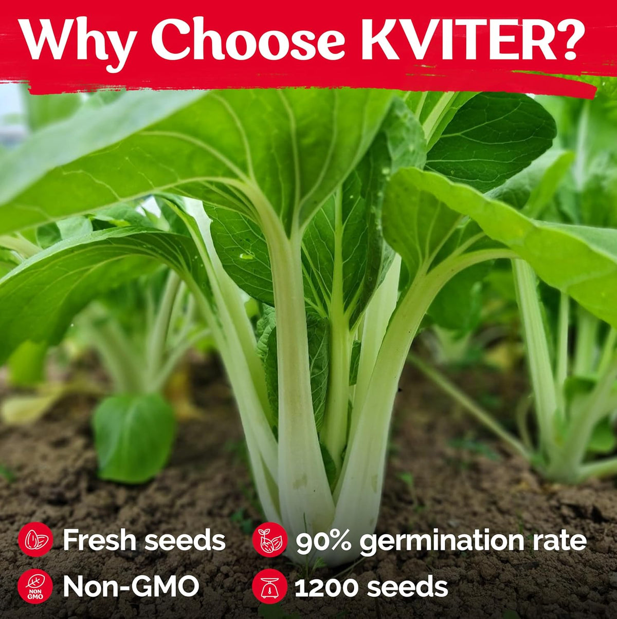 KVITER 1,200 Baby Bok Choy Seeds for Planting (Brassica rapa subsp. chinensis) – Heirloom Extra Dwarf Pak Choi, White Stem Chinese Variety – Organic Cabbage Seeds to Plant in Vegetable Garden