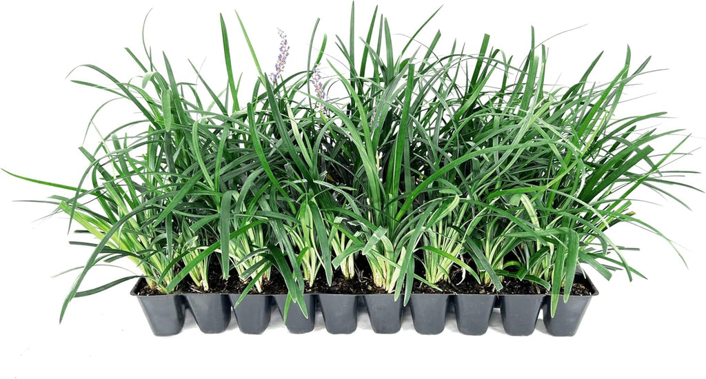 Super Blue Liriope Muscari - 30 Live Plants - Evergreen Ground Cover Grass