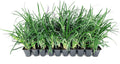 Super Blue Liriope Muscari - 30 Live Plants - Evergreen Ground Cover Grass
