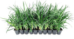Super Blue Liriope Muscari - 10 Live Plants - Evergreen Ground Cover Grass