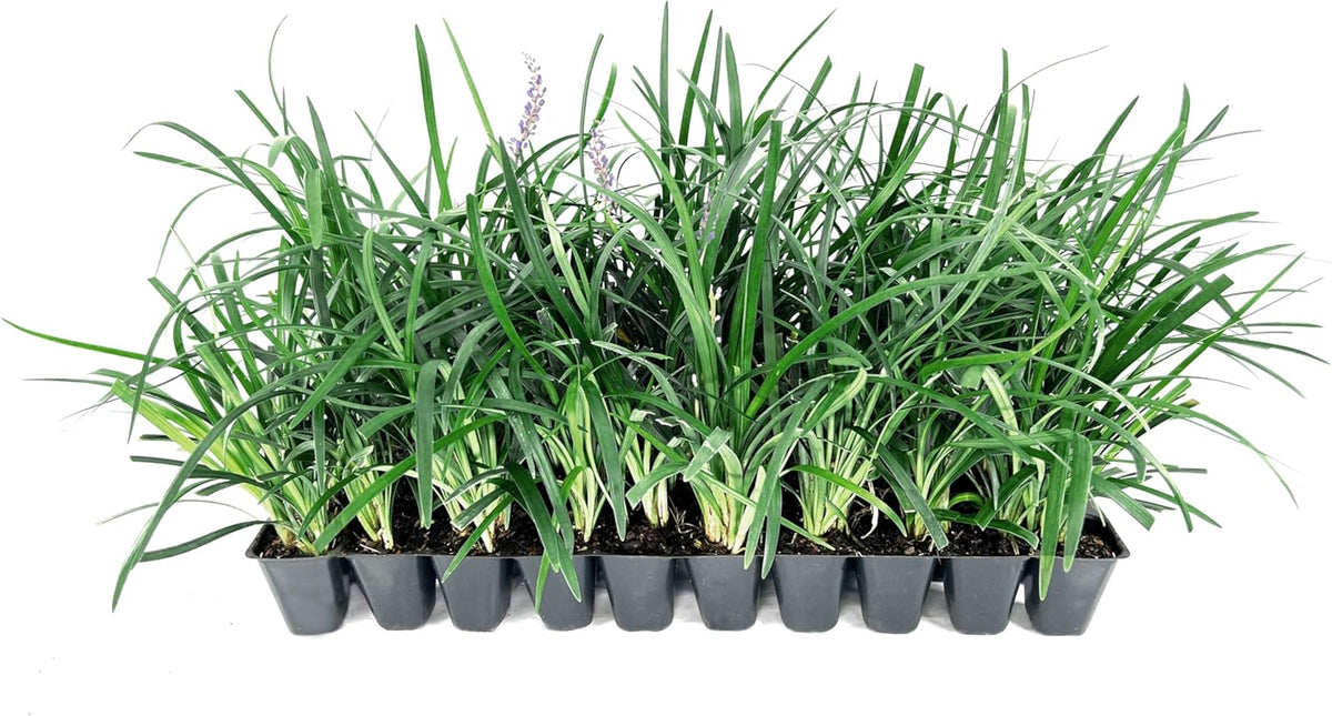 Super Blue Liriope Muscari - 10 Live Plants - Evergreen Ground Cover Grass