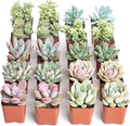 Shop Succulents Pastel Succulent Plant Pack Bulk Collection - Live Mini Succulent Plants, Low Maintenance, Bright & Serene Colors & Textures - Wedding and Party Favors, Gift & Garden, Pack of 20