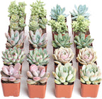 Shop Succulents Pastel Succulent Plant Pack Bulk Collection - Live Mini Succulent Plants, Low Maintenance, Bright & Serene Colors & Textures - Wedding and Party Favors, Gift & Garden, Pack of 20