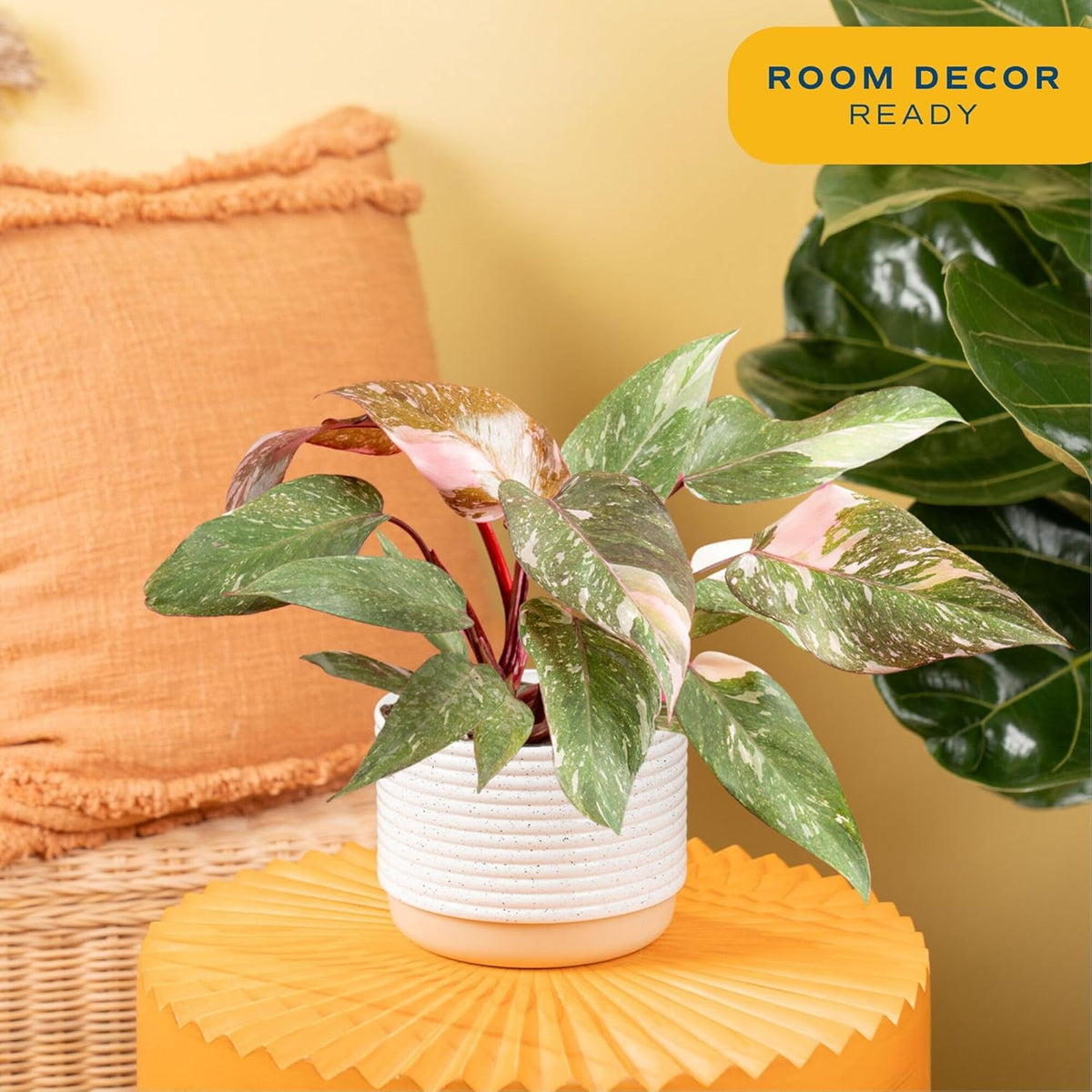 Costa Farms Pink Princess Philodendron, Live Indoor Plant, Rare Unique Houseplant Potted in Indoors Garden Plant Pot, Living Room Home Decor, Trending Tropicals Collection, 1 Foot Tall
