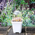 PURPLE STAR 1N 30 Packs Plant Nursery Pots with Humidity Dome, Small Gardening Pots, Square Planting Containers Cups for Succulents Seedlings Cuttings Transplanting