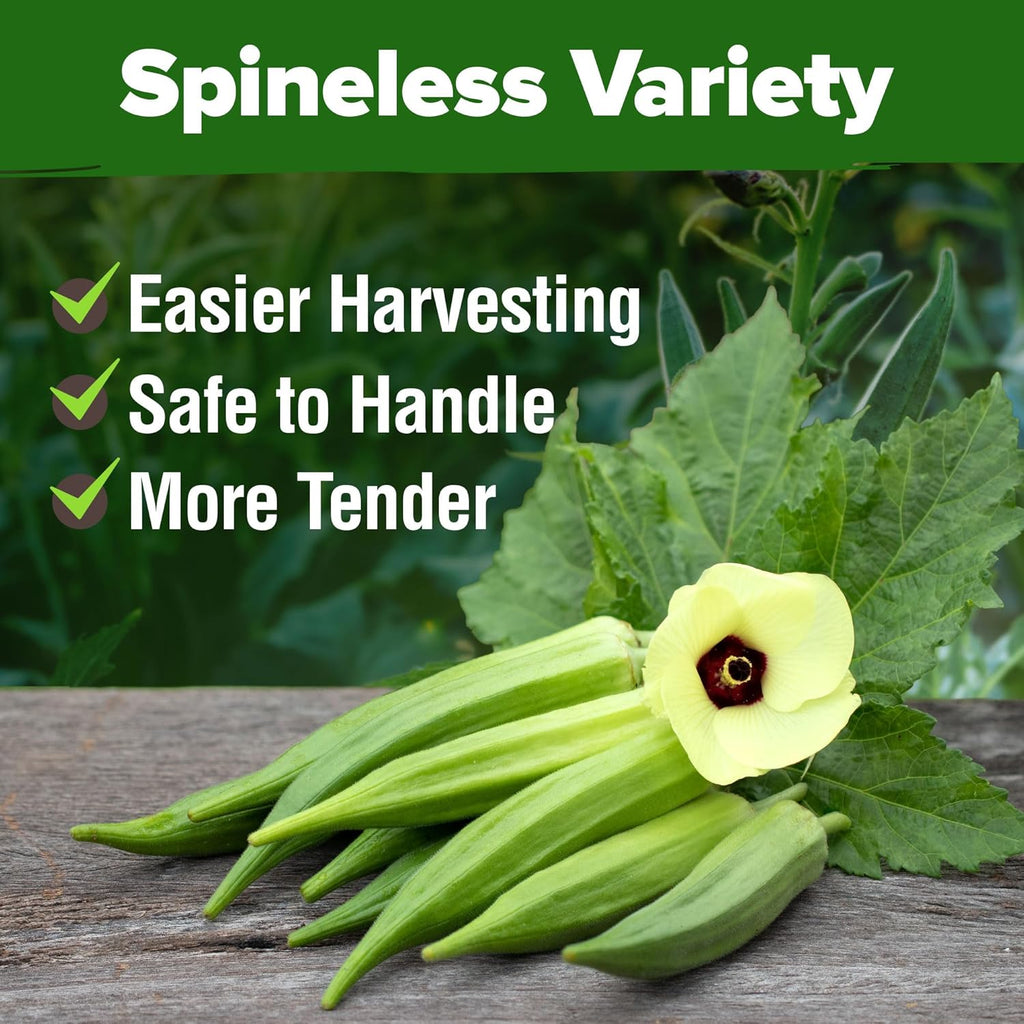 HOME GROWN Clemson Spineless Okra Seeds - 202 (2 Pack) 𝗡𝗢𝗡-𝗚𝗠𝗢 𝗨𝗦𝗔 Heirloom Vegetable Seeds, Premium Garden Seeds for Planting Outdoors (Abelmoschus esculentus)