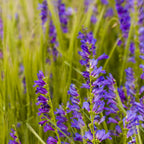 Outsidepride Penstemon Seeds - 1 Lb. Perennial, Drought-Tolerant & Pollinator Friendly, Strictus Rocky Mountain Wildflower Seeds for Planting with Vibrant Blue-Violet Blooms, Ideal for Xeriscaping