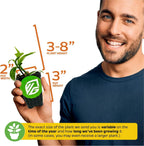 Vanilla Bean Orchid Live Plant (3-Pack) - Vanilla planifolia by Wellspring Gardens - Fragrant Vanilla Beans, Versatile Vine, Tropical Elegance, Aromatic Treasure - Vanilla Bean Starter Plant