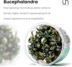 Ultum Nature Systems Live Tissue Culture - Bucephalandra Brownie Phoenix - Easy, Low-Med Light - Dark Green, Red, Purple Accent - Foreground to Midground - 100% Snail Free Grown in-Vitro - Small Cup