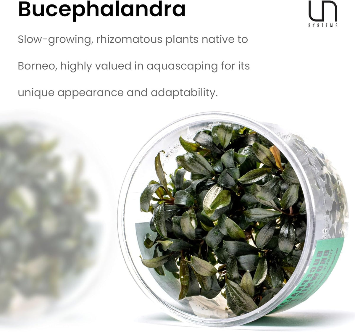Ultum Nature Systems Live Tissue Culture - Bucephalandra Brownie Phoenix - Easy, Low-Med Light - Dark Green, Red, Purple Accent - Foreground to Midground - 100% Snail Free Grown in-Vitro - Small Cup