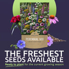 Perennial Wildflower Seeds Mixture - Bulk 1/4 Pound Bag - Over 60,000 Pure Live Seed - Open Pollinated and Non GMO