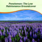 Outsidepride Penstemon Seeds - 5000 Pcs Perennial, Drought-Tolerant & Pollinator Friendly, Strictus Rocky Mountain Wildflower Seeds for Planting with Vibrant Blue-Violet Blooms, Ideal for Xeriscaping