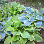 Hosta Seeds for Planting, 297pcs Non-GMO Heirloom Perennial Hosta Flower Seeds, Long Blooming Plants Shaded Entry Pathway Rare Flowers Beauty Home Garden for Outdoors