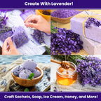 NatureZ Edge 3000 English Lavender Seeds for Planting Outdoors or Indoors, 90% Germination, to Give You The Lavender Plant You Need, Non-GMO, Heirloom Herb Seeds (2 Pack)