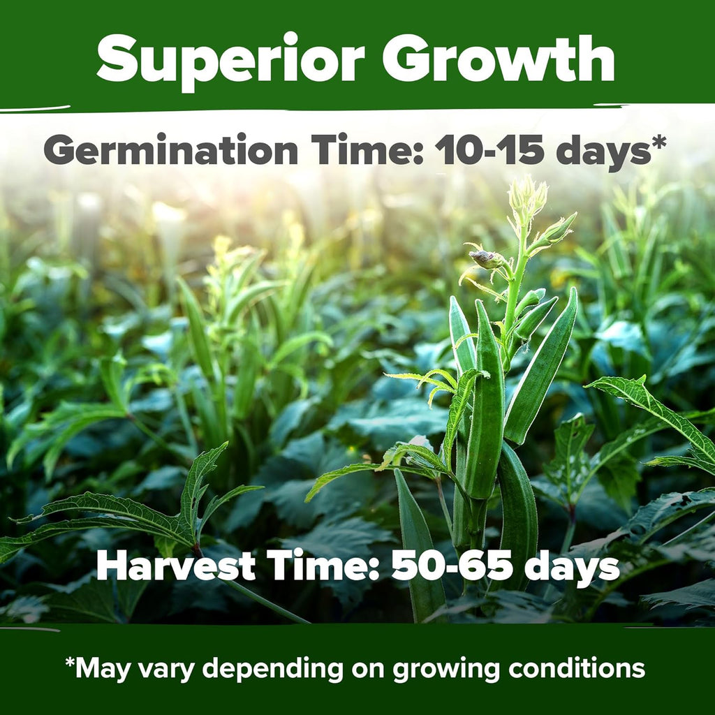 HOME GROWN 𝗨𝗦𝗔 𝗣𝗥𝗘𝗠𝗜𝗨𝗠 Clemson Spineless Okra Seeds 101+ 𝗡𝗢𝗡-𝗚𝗠𝗢 Heirloom Vegetable Seeds for Planting Easy to Grow Outdoor Summer Garden High Germination Rate (Abelmoschus esculentus)