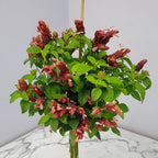 Braided Shrimp Tree - Red Flowers - Overall Height 36" to 42" - Tropical Plants of Florida (Plant Only)
