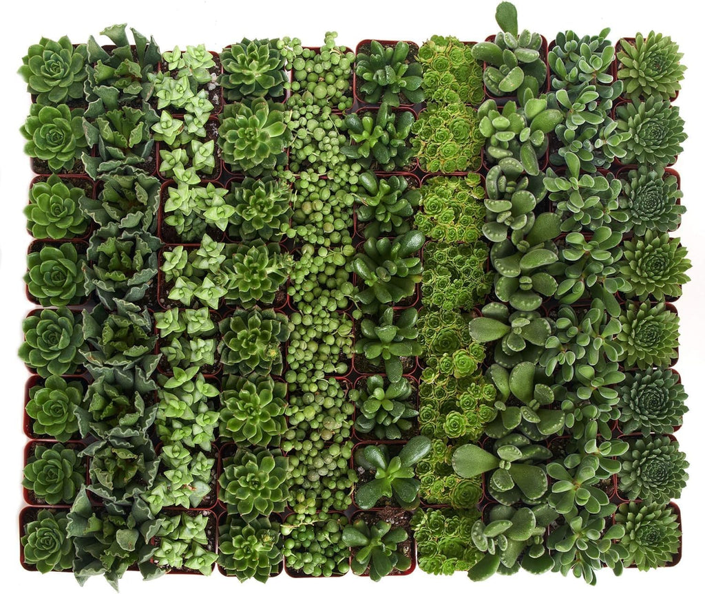 Shop Succulents Verde Succulent Plant Pack Bulk Collection - Live Mini Succulent Plants, Low Maintenance, Mix of Green Succulents & Textures - Wedding and Party Favors, Gift & Garden, Pack of 140