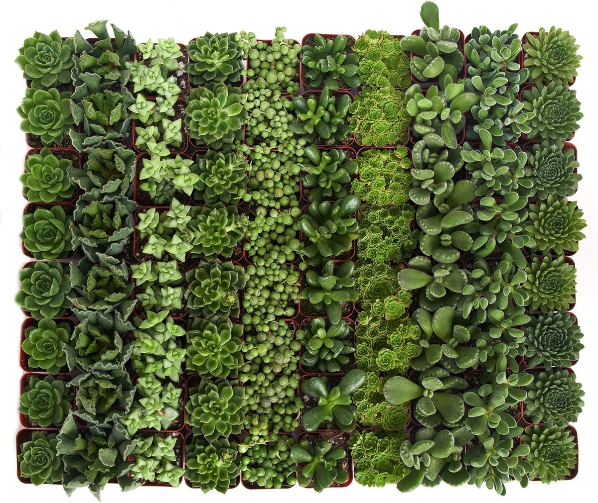 Shop Succulents Verde Succulent Plant Pack Bulk Collection - Live Mini Succulent Plants, Low Maintenance, Mix of Green Succulents & Textures - Wedding and Party Favors, Gift & Garden, Pack of 140