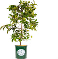 Fairy Magnolia Tree, Fragrant White Flowering Evergreen Shrub for Landscaping, Hedges & Gardens, Fast Growing Outdoor Plant, Spring Blooming Magnolia for Gardeners Can not Ship to CA, AK, AZ, PR
