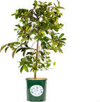 Fairy Magnolia Tree, Fragrant White Flowering Evergreen Shrub for Landscaping, Hedges & Gardens, Fast Growing Outdoor Plant, Spring Blooming Magnolia for Gardeners Can not Ship to CA, AK, AZ, PR