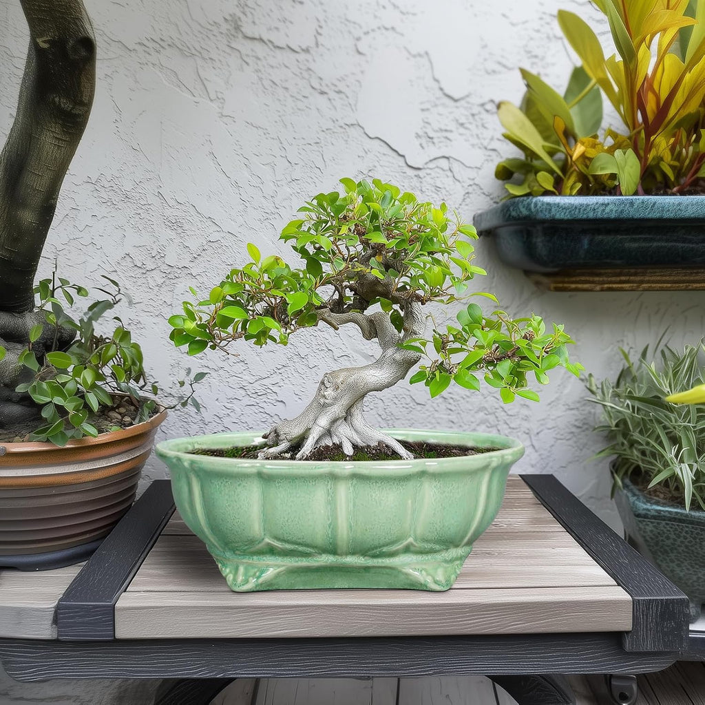 Bonsai Pots 11 Inch - Ceramic Succulent Pots with Drainage Hole, Oval Planter for Indoor Outdoor, Decorative Ceramic Flower Pot, Home Garden Room Decor, Plant Lover Gifts, Green