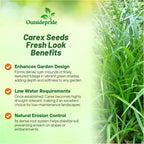 Outsidepride Carex Fresh Look Ornamental Grass Seed – 100 Pcs. Perennial, Low-Maintenance, Drought-Tolerant Grass Seeds with Low Growing Foliage for Borders, Ground Covers, & Outdoor Living Spaces