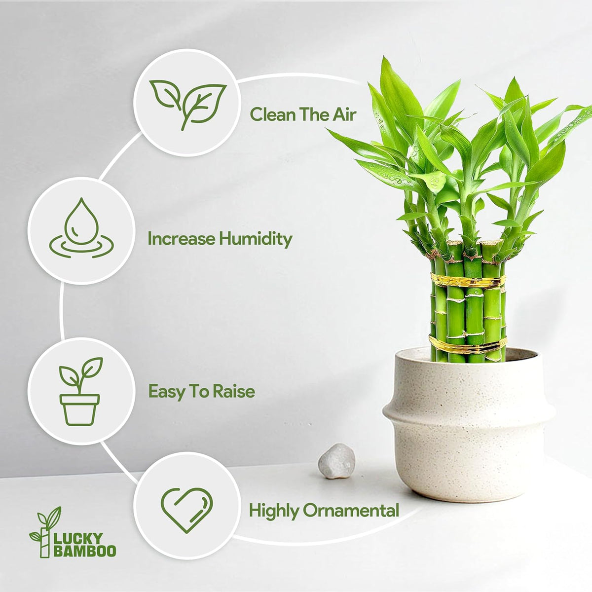 Lucky Bamboo Plants Live Indoor (10 Stalks, 4 Inch) - Fresh House Plants for Office Desk, Home Decor, for Positive Energy, Prosperity & Easy Care