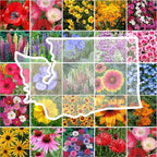 Eden Brothers Washington Wildflower Mixed Seeds for Planting, 1 oz, 30,000+ Seeds with Cosmos, Bluebell | Attracts Pollinators, Plant in Spring or Fall, Zones