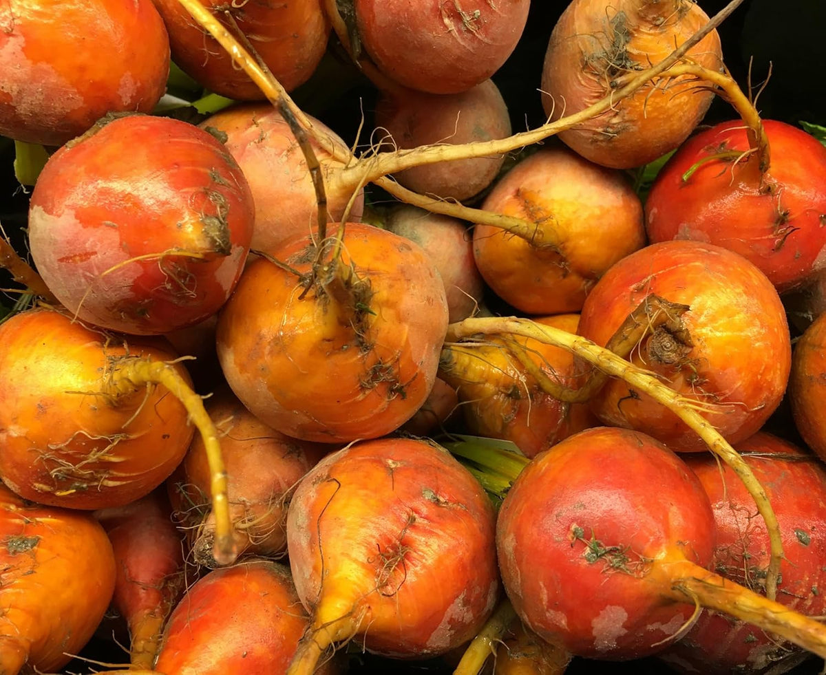 Golden Detroit Beet Seeds for Planting – Plant & Grow Heirloom Golden Detroit Beets in Home Outdoor Vegetable Garden, Beta vulgaris – 3 Packets