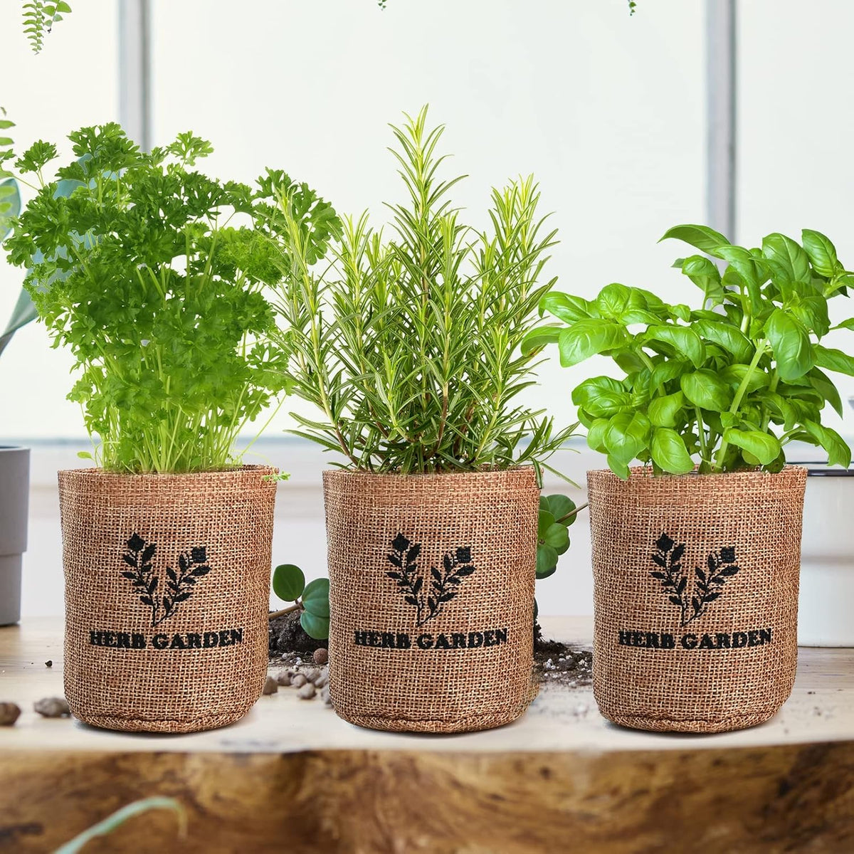 5 Herb Seeds Garden Starter Kit with Complete Planting Kit & Wooden Flower Box, Growing into Basil, Parsley, Rosemary, Thyme, Mint for Kitchen Windowsill Herb Garden DIY