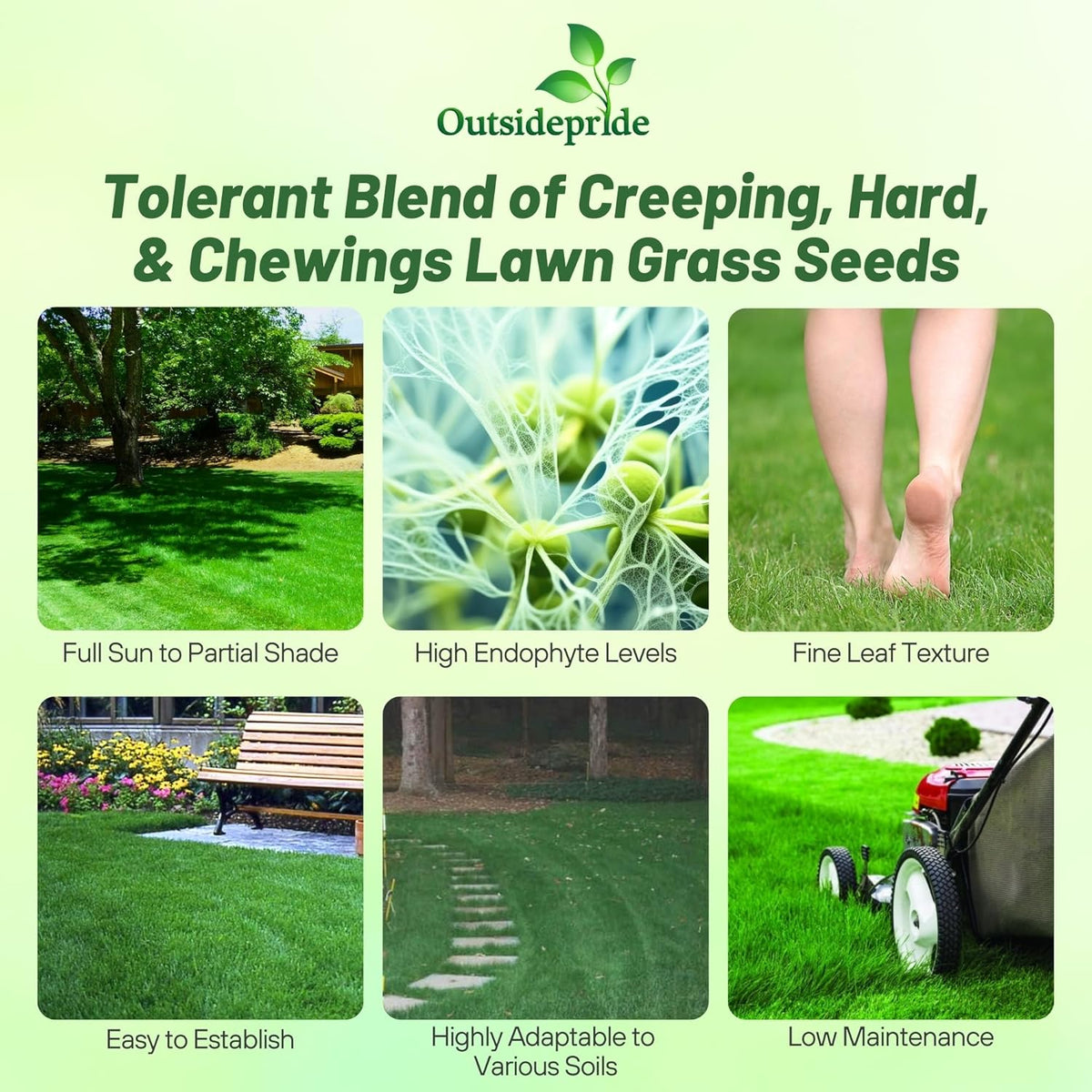 Outsidepride Legacy Fine Fescue Grass Seed Mix - 25 lbs. Shade & Sun Tolerant Blend of Hard Fescue, Chewings Fescue & Creeping Red Fescue with OptiGrowth Coating for Better Establishment