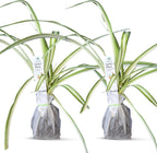 Healthy Spider Plant - Easy Care, Air-Purifying Houseplant (2 Spider sacs)