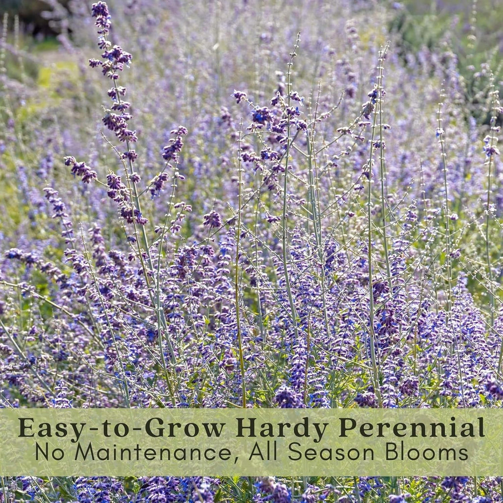 Clovers Garden Russian Sage Plants – Two (2) Live Plants – Non-GMO - Not Seeds - Each 4" to 8" Tall – in 4" Inch Pots – Hardy Flowering Perennial, Pollinator Favorite