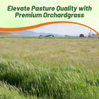 Outsidepride Grazer Orchard Pasture Grass Seed - 50 Lbs. Perennial, Drought & Shade Tolerant, Winter Hardy Fescue Seed for Hay, Grazing, Silage, Greenchop, Goat Feed, & Lawn Use