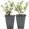 2 Emerald Gaiety Euonymus in 3.5" Nursery Cubes | Euonymus fortunei ‘Emerald Gaiety’ | Live Plants | Variegated Evergreen Shrub for Borders, Groundcover & Containers