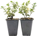 2 Emerald Gaiety Euonymus in 3.5" Nursery Cubes | Euonymus fortunei ‘Emerald Gaiety’ | Live Plants | Variegated Evergreen Shrub for Borders, Groundcover & Containers