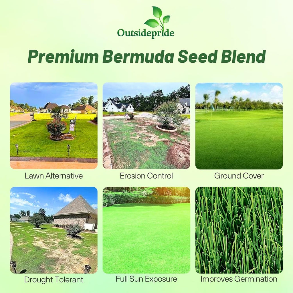 Outsidepride Oasis Bermuda Grass Seed - 50 lbs Warm Season, High Traffic, Heat Resistant, Drought-Tolerant, Low-Maintenance, Fast Growing Turf Grass for Lawn, Ideal for Sunny Areas, Thick Coverage