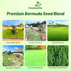 Outsidepride Oasis Bermuda Grass Seed - 25 lbs Warm Season, High Traffic, Heat Resistant, Drought-Tolerant, Low-Maintenance, Fast Growing Turf Grass for Lawn, Ideal for Sunny Areas, Thick Coverage