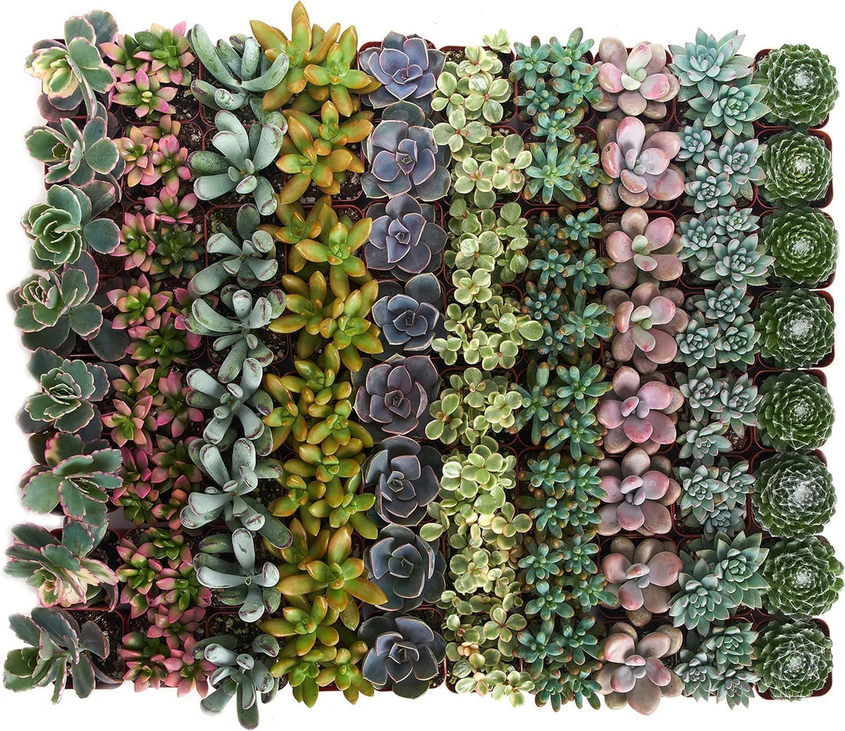 Shop Succulents Pastel Succulent Plant Pack Bulk Collection - Live Mini Succulent Plants, Low Maintenance, Bright & Serene Colors & Textures - Wedding and Party Favors, Gift & Garden, Pack of 64