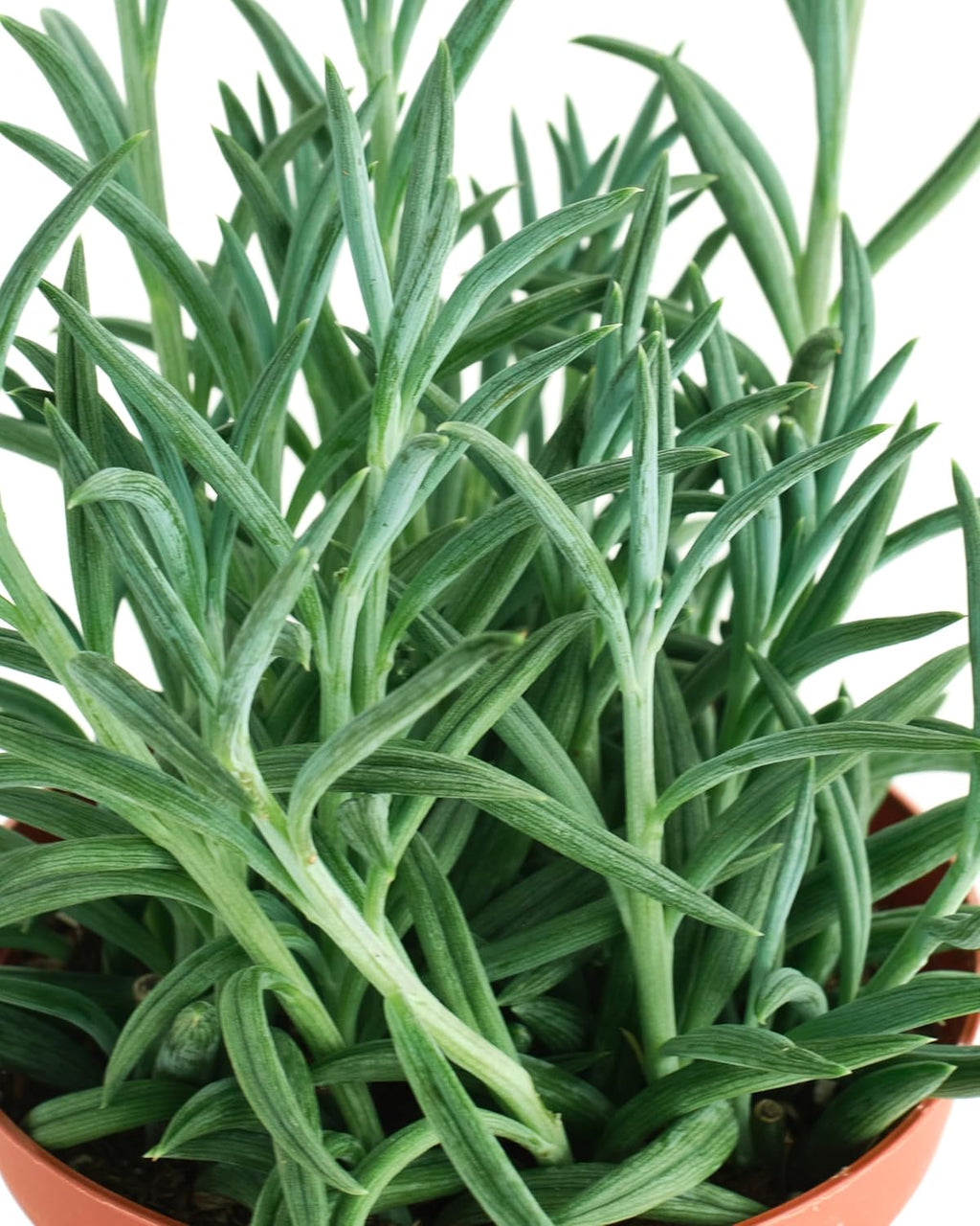 Shop Succulents String of Fishhooks Hanging Succulent, Senecio Radicans Glauca, Fully Rooted Live 4" Succulent Plant, Low Maintenance Indoor Plant, Hardy Succulents, Trailing Succulents, Gift & Garden