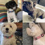 Personalized Engraved Name Tag - Silent No Noise - Custom Slide On ID Tags for Dogs and Cats - Small, Medium, Large Sizes
