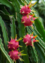 Dragon Fruit Tree - 5 Live Plants in 4 Inch Pots - Hylocereous Undatus - Edible Tropical Fruit Plant from Florida